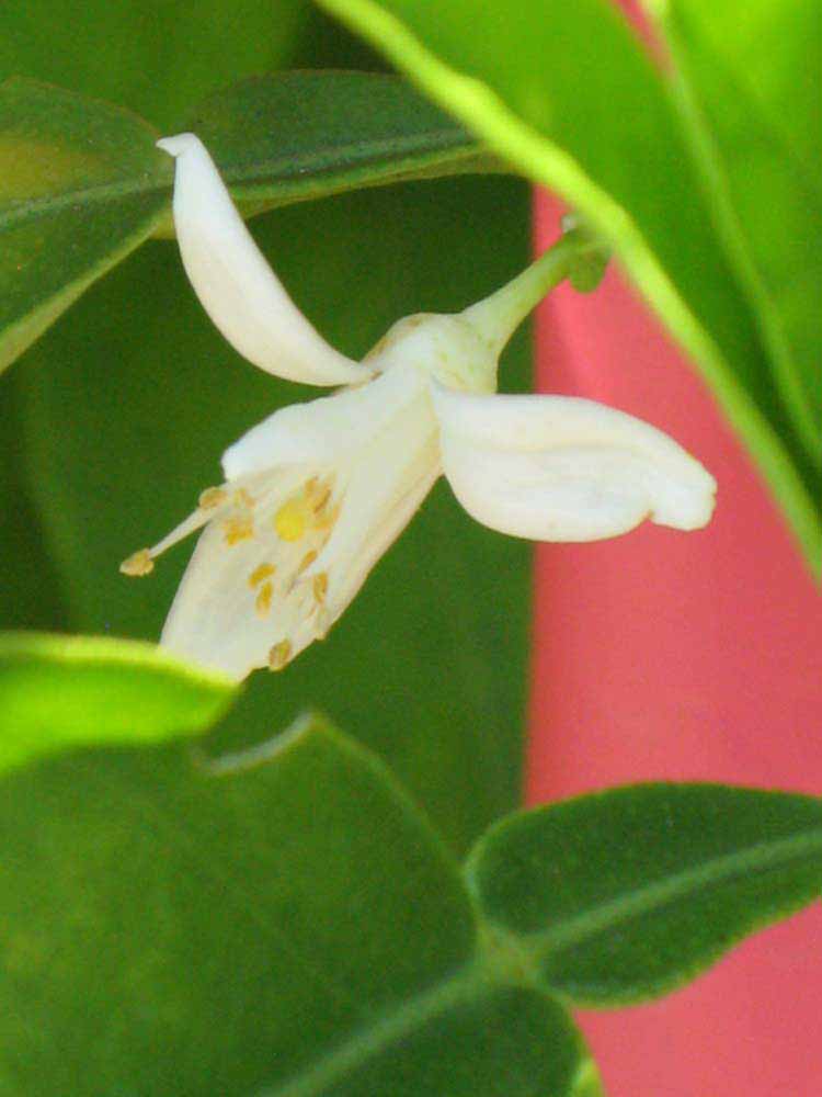               Flower (Winter Haven, FL)       